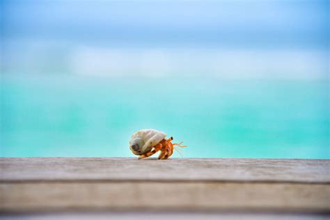  Hermit Crab: Descubra o Mundo Intrigante Deste Criatura que Muda de Casa!