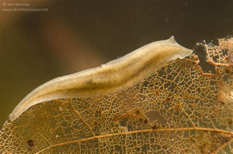  Jumping Jellyfish: This Tiny Freshwater Flatworm Can Actually Leap Through Water!