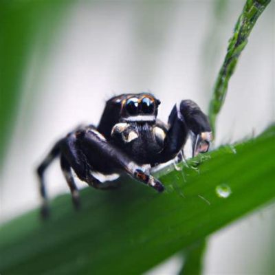  Jumping Spiders! Discover These Agile Hunters That Combine Leaping Prowess With Remarkable Vision