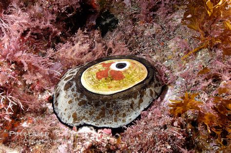  Keyhole Limpet! A Tiny Mollusk with an Enormous Appetite for Algae