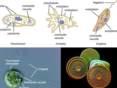  Amoeba: Uma Criatura Microscópica que Se Alimenta de Bactérias e Outros Protistas!