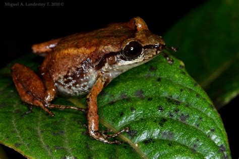  Eleutherodactylus! Uma Pequena Rã com um Canto Surpreendente