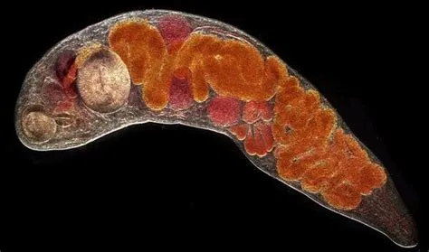  Exocoelomorpha: Uma Fascinante Trematode que Ataca os Sistemas Respiratórios de Peixes!