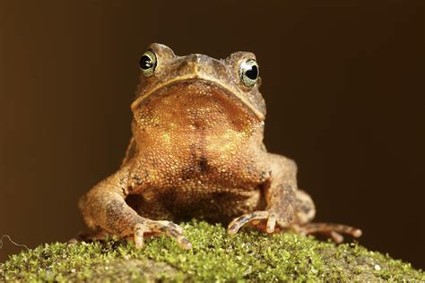  Mandrake! Descubra Como Este Sapo Curioso Se Adapta à Vida Subaquática e Terrestre