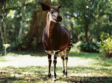  Okapi! Descubra este mamífero extraordinário que vive nas florestas tropicais e se camufla com maestria entre a vegetação densa!