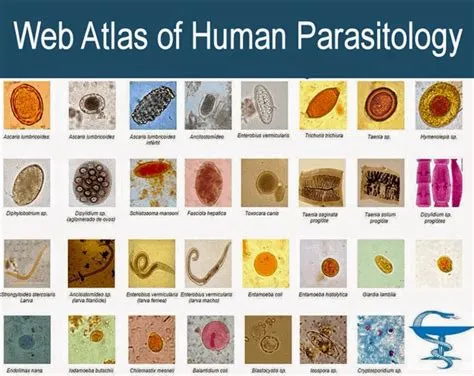  Urosporidium! Um Parasita Microscópico que Teve um Papel Importante na História da Biologia Molecular