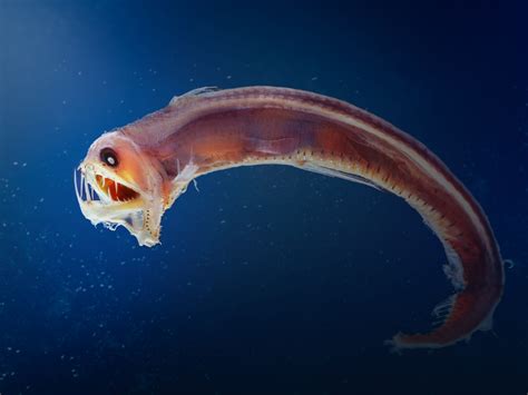 Viperfish, Um Peixe De Abismo Que Se Atrai Com Luzes Bio-Luminescentes!