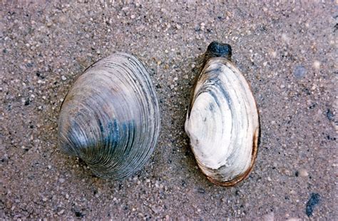  Wedg clam: Um molusco bivalve com um nome que parece ter vindo direto de um conto de fadas!