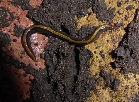 Yellow-Striped Flatworm: This Colorful Creature Embarks on Epic Journeys Across Ocean Floors!