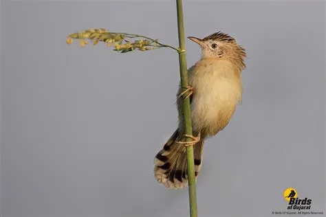  Zitting Cisticola: Descubra o Pequeno Mestre da Música Disfarçado na Vegetação!